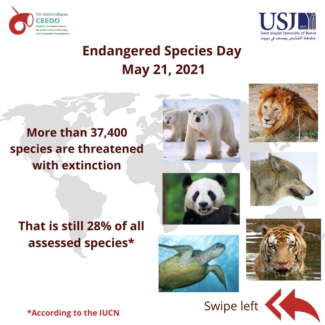 Endangered Species Day- SDG 15