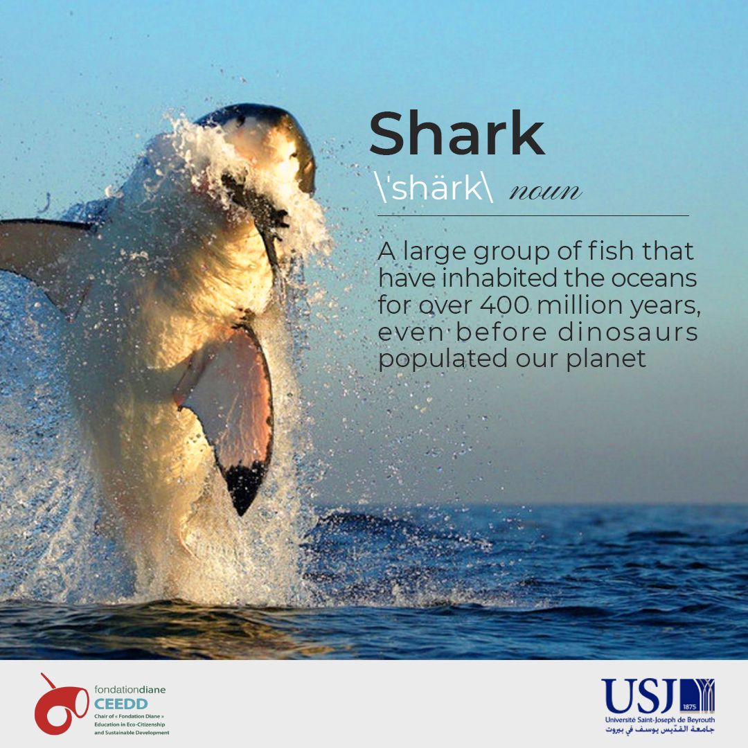Shark Awareness Day 