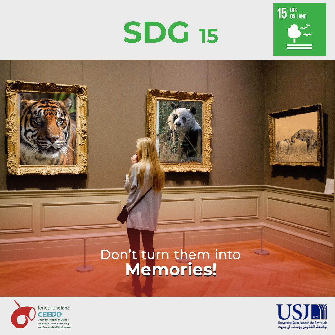 SDG 15 - Life on Land 