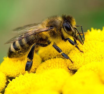 Journée Mondiale des abeilles 2020
