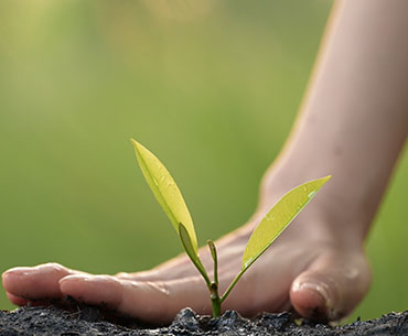 Certificate in Sustainable Business Development and Impact