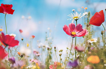 Les fleurs depuis la Préhistoire