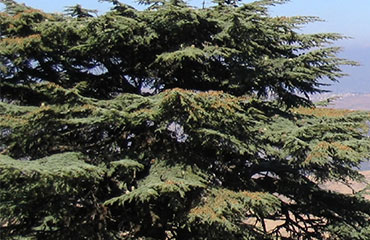 Religious Perspectives on the Environmental Crisis in Lebanon