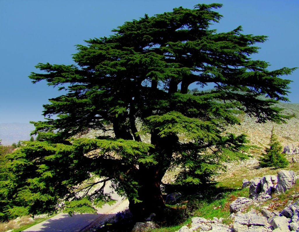 Lebanon s Evergreen Crown