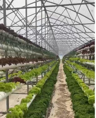 The rise of vertical farming in Lebanon 