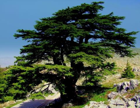 Lebanon s Evergreen Crown