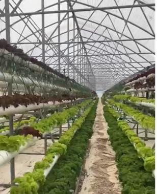 The rise of vertical farming in Lebanon 