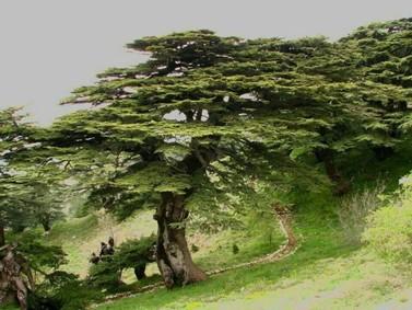 L’Épopée des cèdres du Liban
